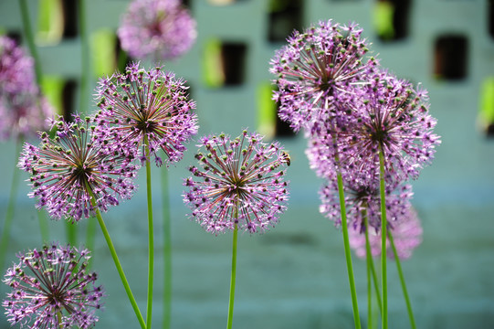 紫花特写