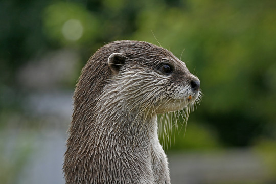 小爪水獭