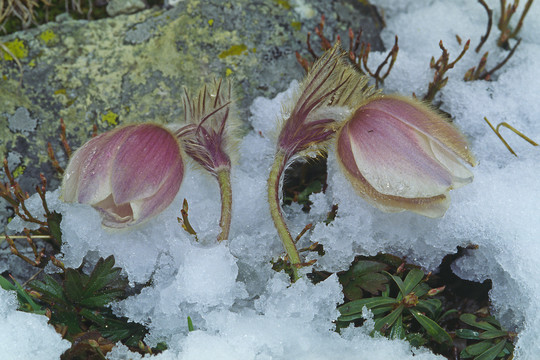 雪中送花