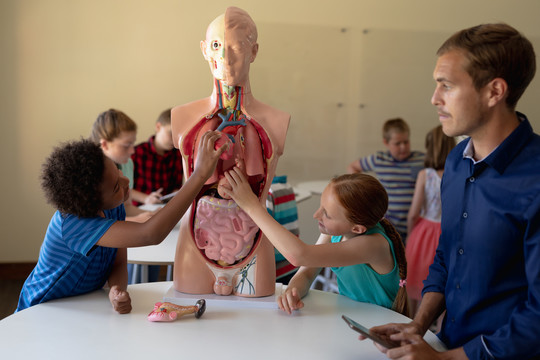 看人体解剖模型的学生