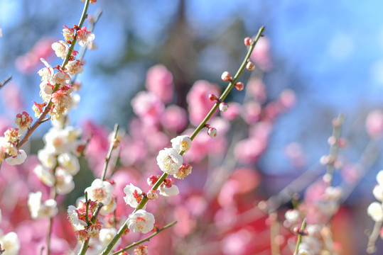 梅花