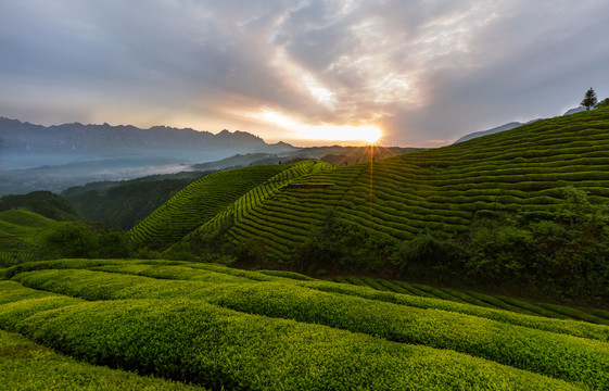 鹤峰木耳山茶园