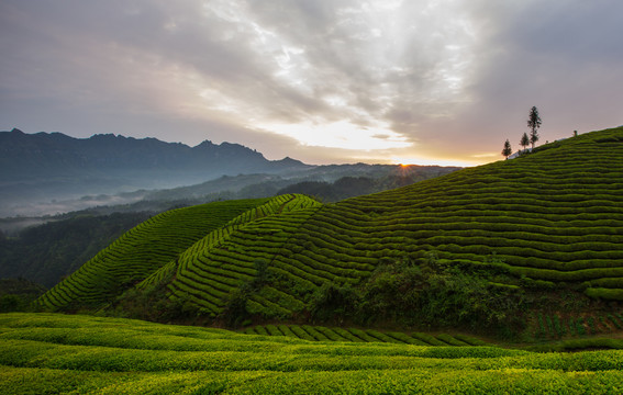 鶴峰木耳山茶園
