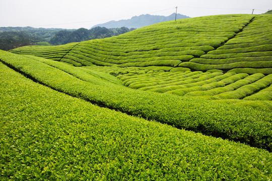 鶴峰木耳山茶園