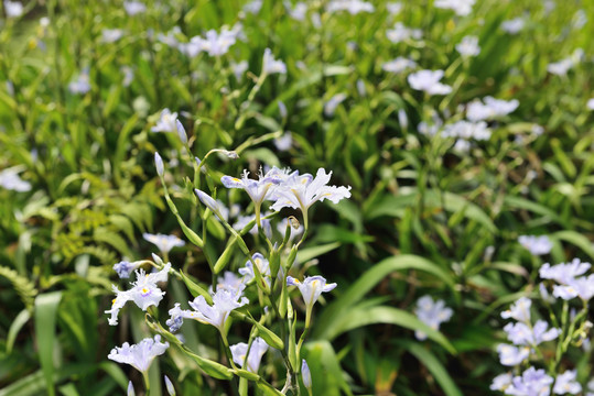 山中紫花拍摄