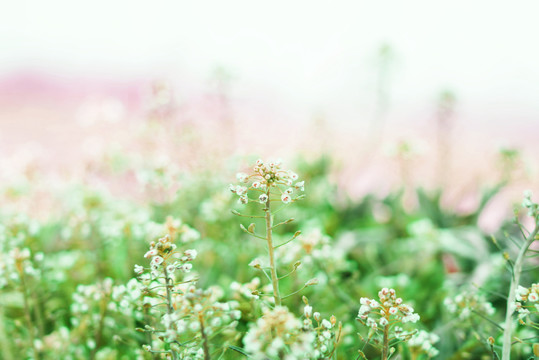 野花植物小花