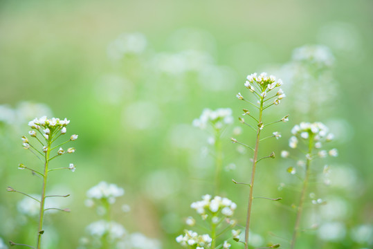 唯美小清新春季花草