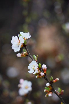 桃花鲜花植物