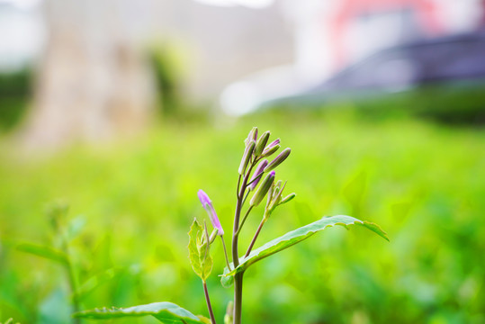 紫丁香花卉