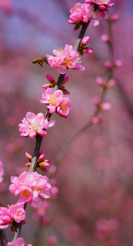 梅花鲜花植物