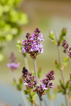 紫丁香花卉