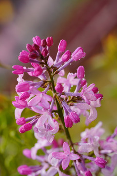 紫丁香花卉