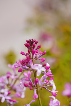 紫丁香花卉