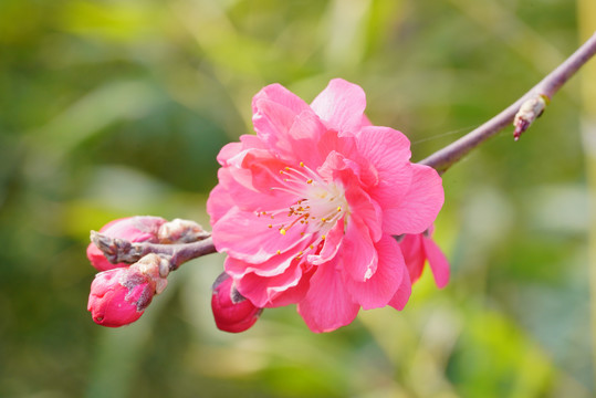 梅花鲜花植物