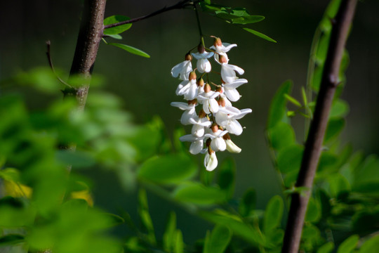 洋槐花