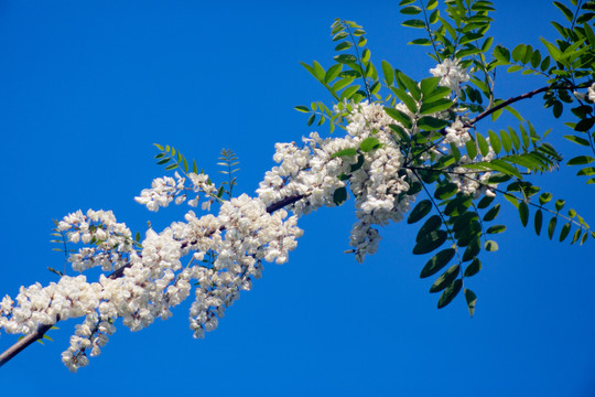 蓝天背景洋槐花