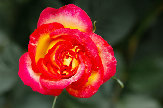 花瓣
