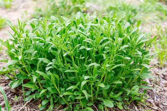 生长中的金鸡菊