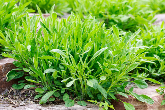 生长中的金鸡菊