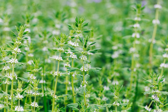 夏至草