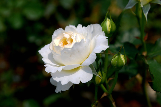 白色月季花