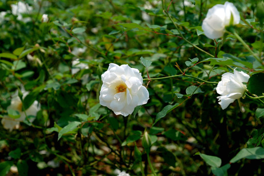 白色月季花