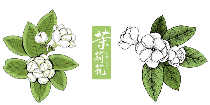 茉莉花矢量插图ai