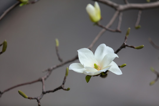 春天玉兰花