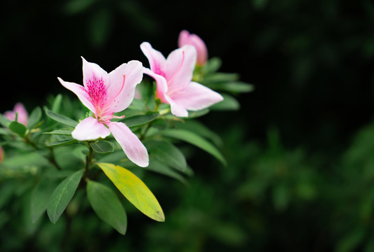 杜鹃花高清摄影图