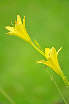 春天小花鲜花