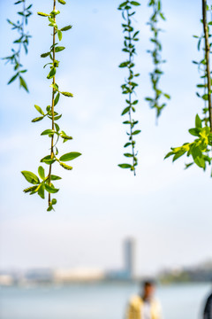 柳条叶子植物春夏天