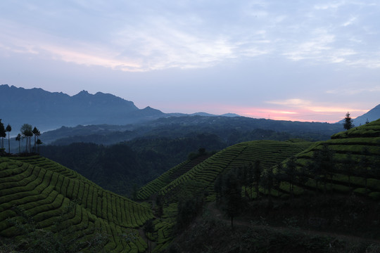 茶场茶叶