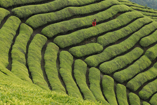 茶场茶叶