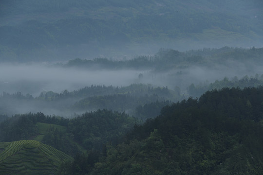 茶场茶叶