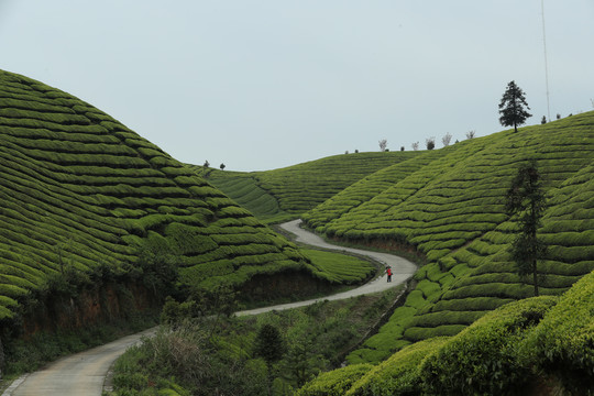 茶场茶叶