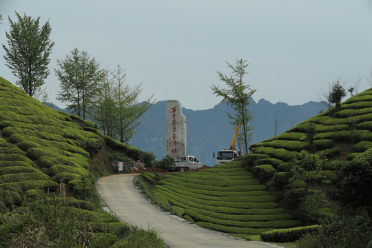 茶场茶叶