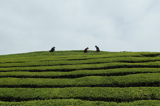 茶场茶叶