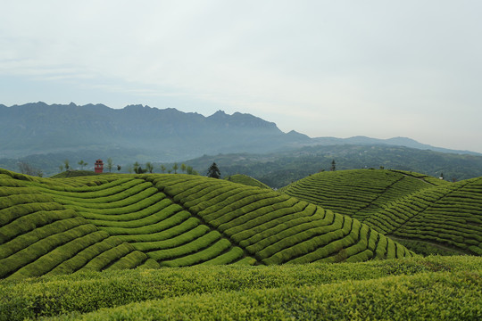 茶场茶叶