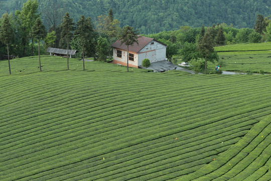 茶场茶叶