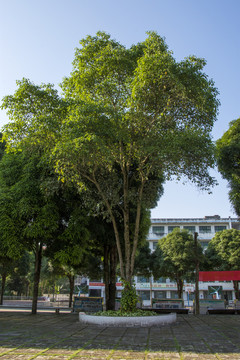 校园树木