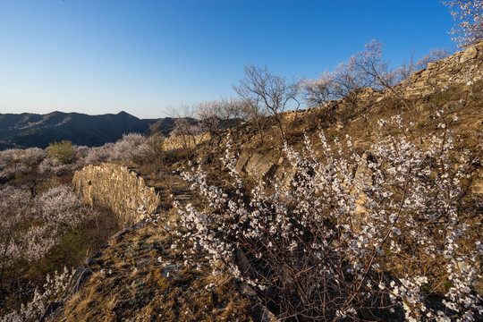 长城花季