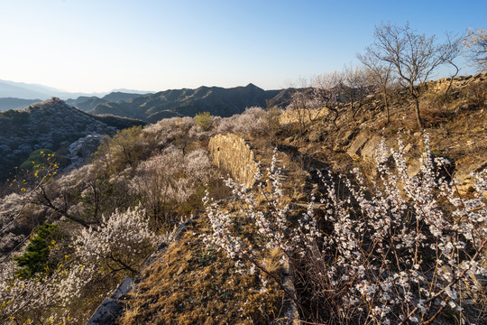 长城花季