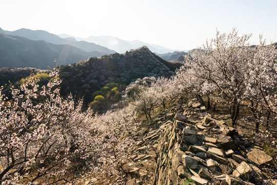 长城花季