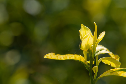 黄茶