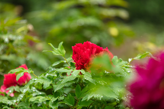 雨后的红色牡丹花