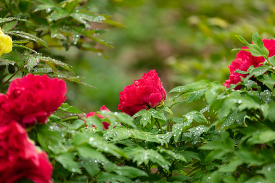雨后的红色牡丹花