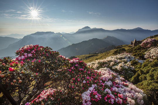 台湾花莲县粉红杜鹃花