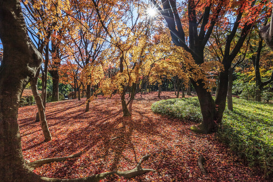 日本东京北丸公园的秋天