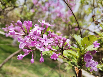 丁香花