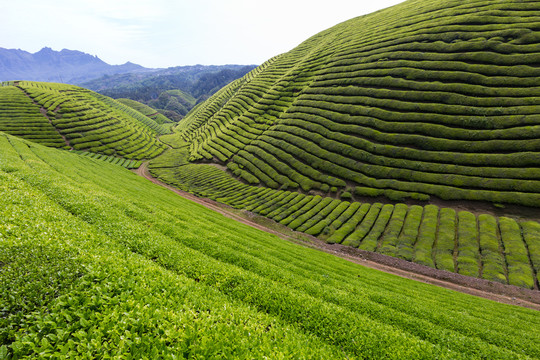 茶山茶园